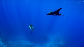 Revillagigedo, el México más salvaje es el nombre del documental de Printin Seas que National Geogrphic estrenará este 22 de abril.