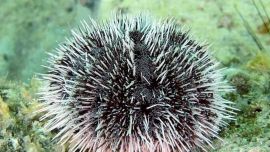 El erizo de mar estudiado se encuentra fácilmente en el golfo Nuevo, al noreste de la provincia de Chubut.