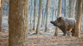 El hombre fue confundido por un jabalí y recibió un disparo en la pierna.