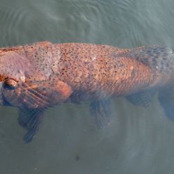 Cucharas Novy de Wemps, fabricada por Ravissot en la Argentina. Durante décadas las diversas ondulantes, incluso de fabricación casera, fueron los señuelos que usaron los pocos que practicaban spinning. 