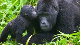 2104_especies_peligro_extincion