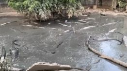 Varios animales, entre ellos caimanes, fueron abandonados en el zoológico de Phuket.