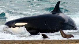 Desde mediados de febrero y hasta fines de abril, unos 30 ejemplares de orcas se acercan a este rincón de la Patagonia argentina para cazar y alimentarse de crías de lobos marinos.