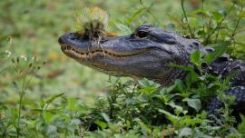 100 refugios de vida silvestre de los Estados Unidos se abrirán para la caza y la pesca.