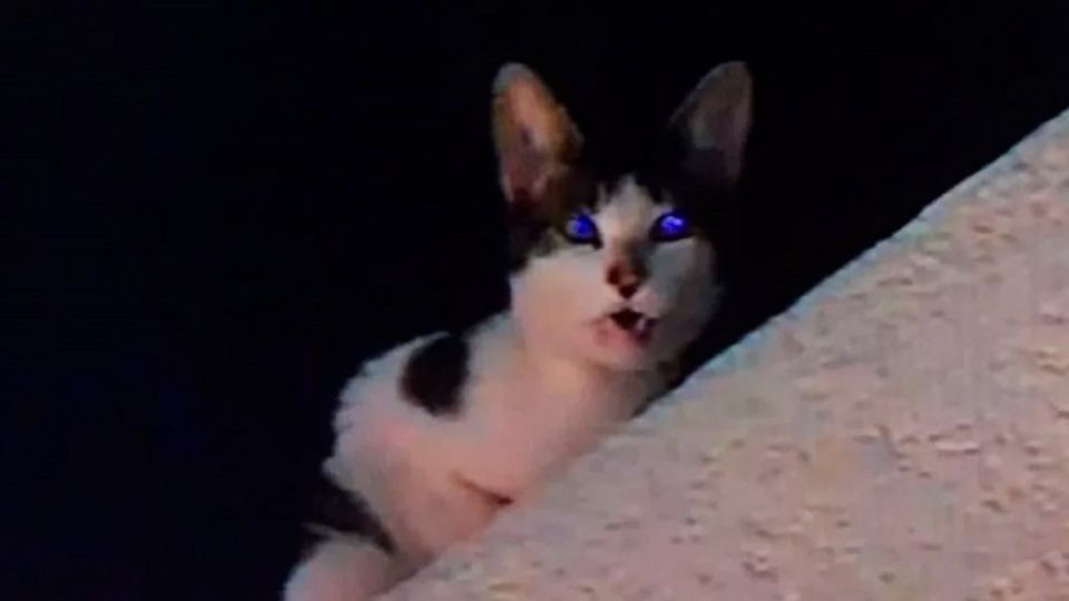 manchita gato
