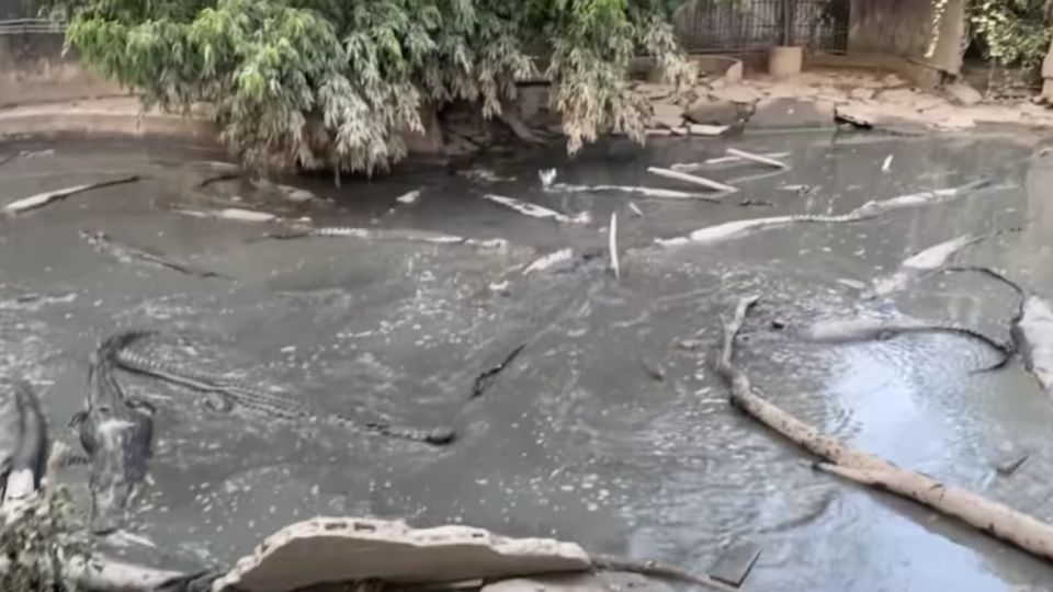 Varios animales, entre ellos caimanes, fueron abandonados en el zoológico de Phuket.