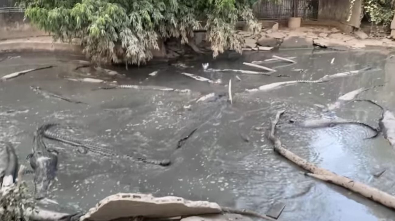 Hallan un zoológico abandonado con los animales aún encerrados en Tailandia