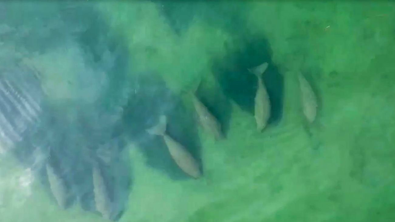 Parque Nacional Marino de Tailandia. Dugongos nadando en el cabo de Joohoy en la isla de Libong, en Trang