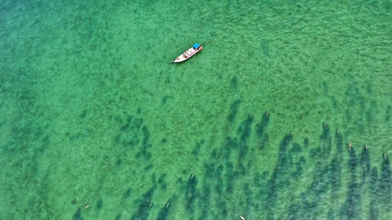 Parque Nacional Marino de Tailandia. Dugongos nadando en el cabo de Joohoy en la isla de Libong, en Trang