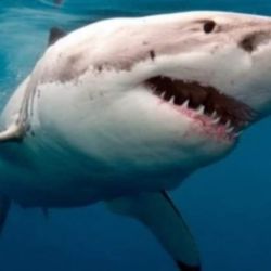 Katharine es uno de los ejemplares de tiburón blanco más grandes registrados en el norte del océano Atlántico. 
