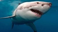 Reapareció Katharine, el tiburón blanco hembra con miles de seguidores en Twitter