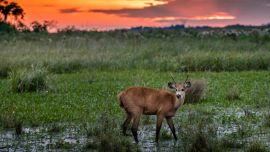 Comunidades enteras alrededor de Iberá prosperan y mejoran su calidad de vida.