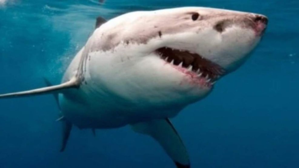 Reapareció Katharine, el tiburón blanco hembra con miles de seguidores en Twitter