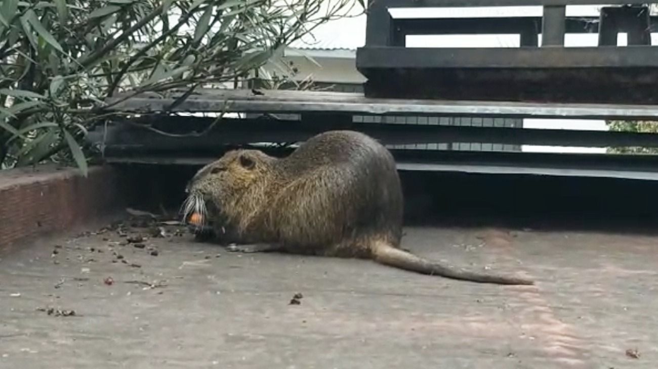 El hombre que se encontró con el animal en la terraza de su casa dio aviso a Defensa Civil.