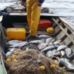 La pesca de subsistencia, en muchos casos, es una pesca comercial encubierta.