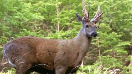 Actualmente los huemules habitan solo el 30 % del área que ocupaban hace unos 100 años.
