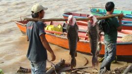 La bajante del río Paraná es aprovechada por muchos pescadores artesanales, quienes venden surubíes y dorados a los frigoríficos.