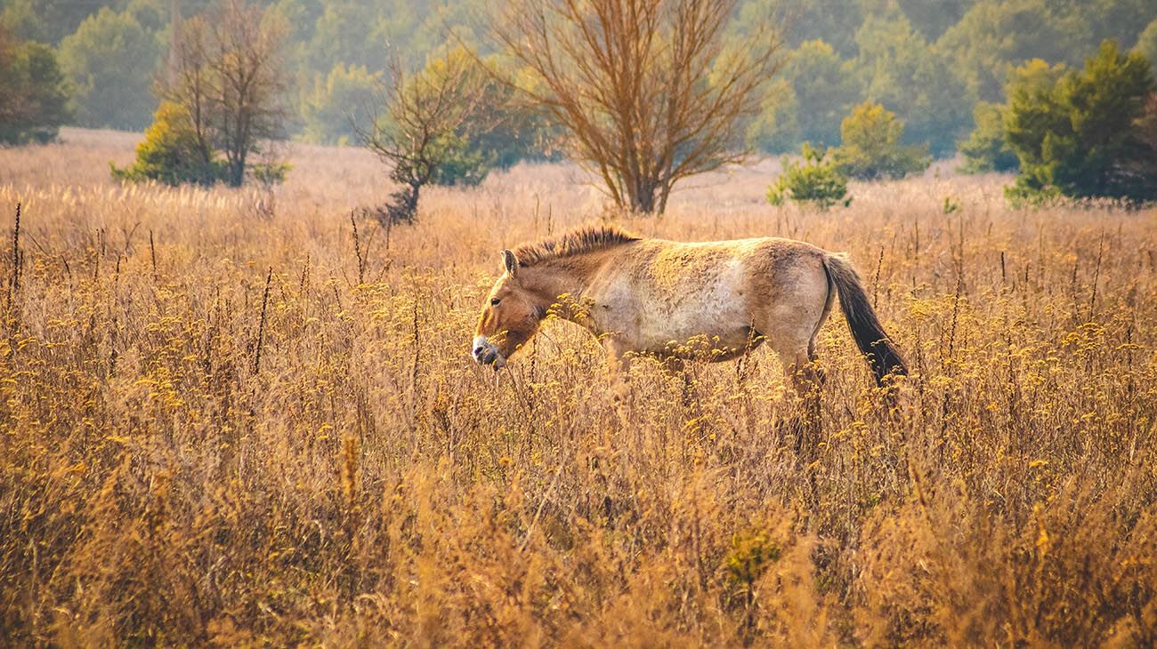El misterio de los caballos de Cherbobyl desafía a la ecología