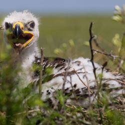 Es un homenaje a la Tierra que a la vez busca crear conciencia del daño que le estamos ocasionado.