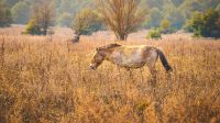 Chernobyl caballos