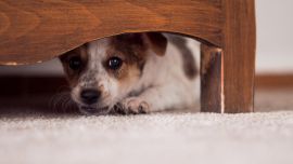 En este entorno de aislamiento forzado las mascotas, al igual que sus dueños, pueden sufrir de ansiedad en el encierro, por lo que es muy importante generar nuevos hábitos que contribuyan con su estado emocional y alimentación.