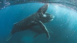 Nuestro planeta es el proyecto más ambicioso de Netflix dentro de los documentales.
