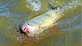 Los infractores se jactan de haber levantado más de 70 bogas y varios doradillos.