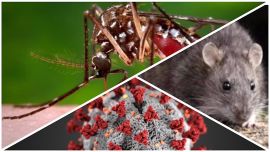 De las 10 plagas de Egipto, en el siglo XXI tenemos tres plagas en la Argentina.