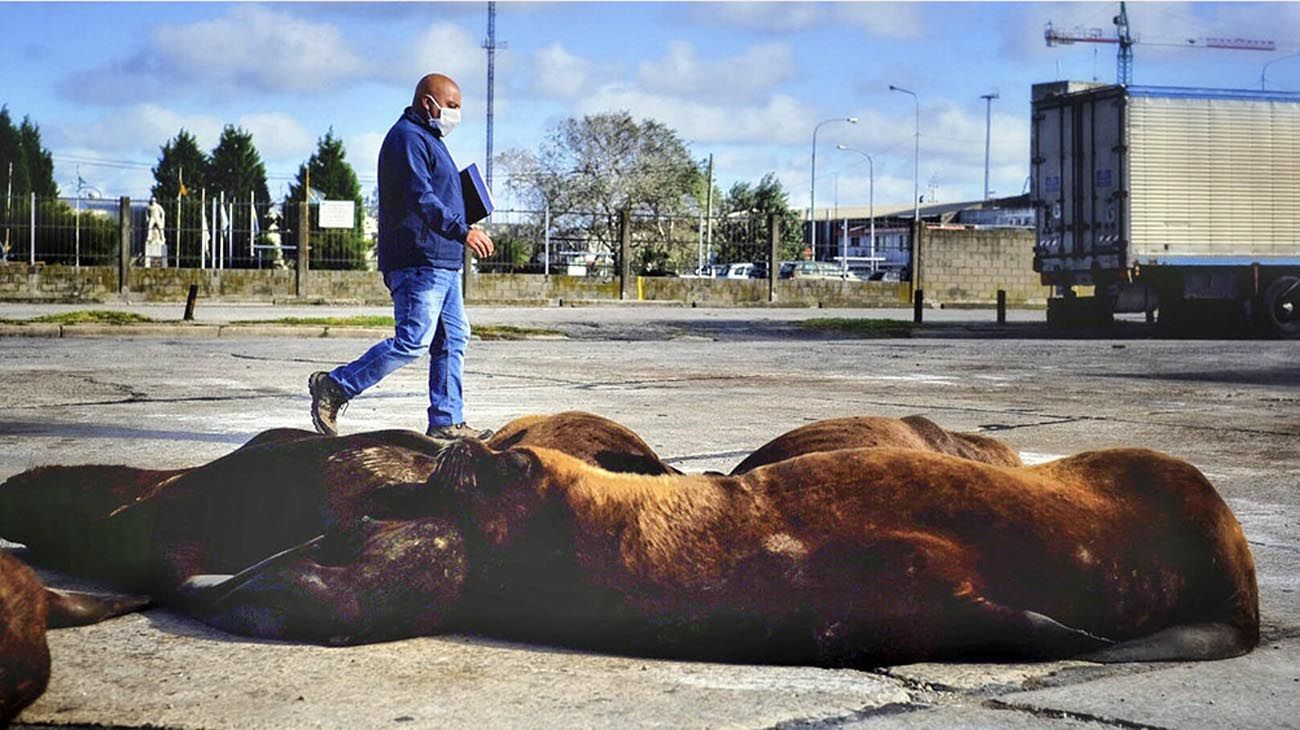 Los animales ganaron las calles con las cuarentenas en distintas partes del mundo.