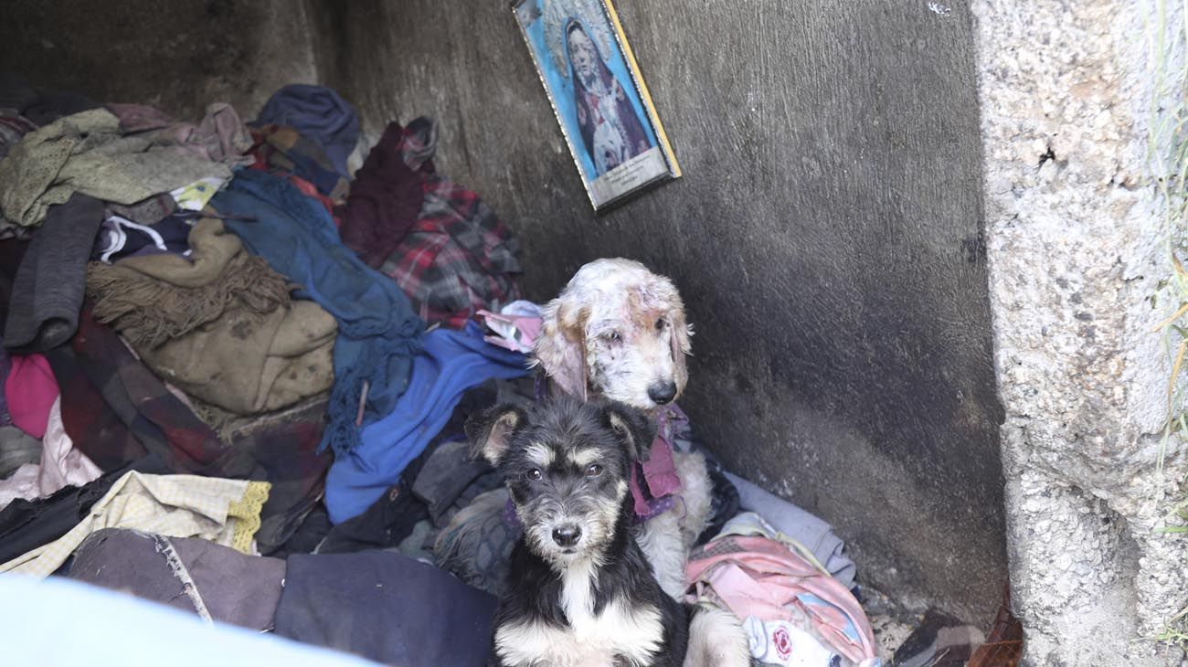 Los animales ganaron las calles con las cuarentenas en distintas partes del mundo.