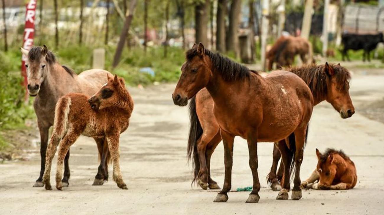 Los animales ganaron las calles con las cuarentenas en distintas partes del mundo.