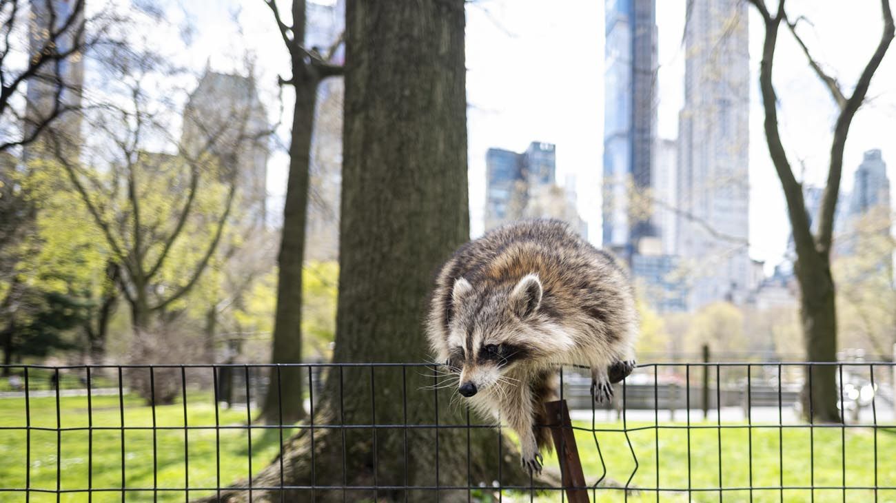 Los animales ganaron las calles con las cuarentenas en distintas partes del mundo.