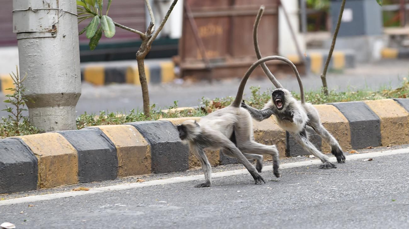 Los animales ganaron las calles con las cuarentenas en distintas partes del mundo.