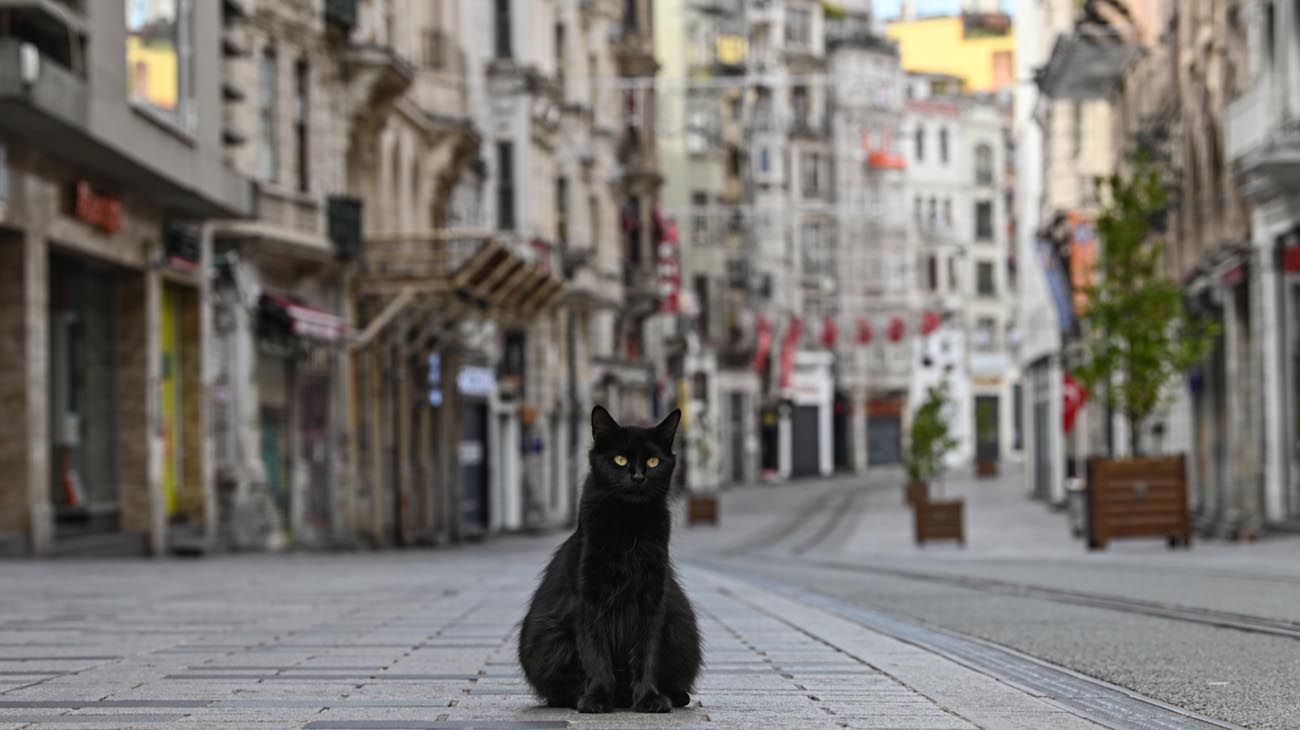 Los animales ganaron las calles con las cuarentenas en distintas partes del mundo.