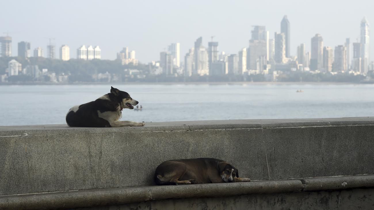 Los animales ganaron las calles con las cuarentenas en distintas partes del mundo.