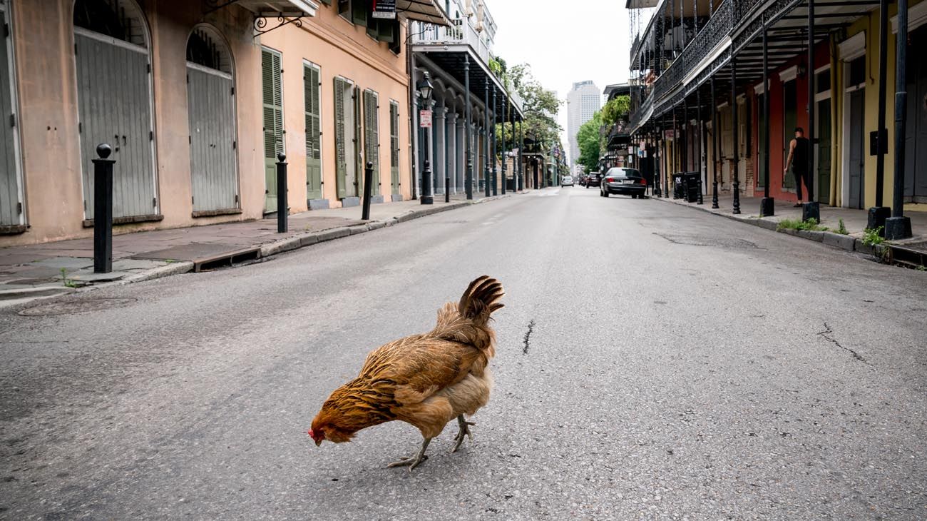 Los animales ganaron las calles con las cuarentenas en distintas partes del mundo.