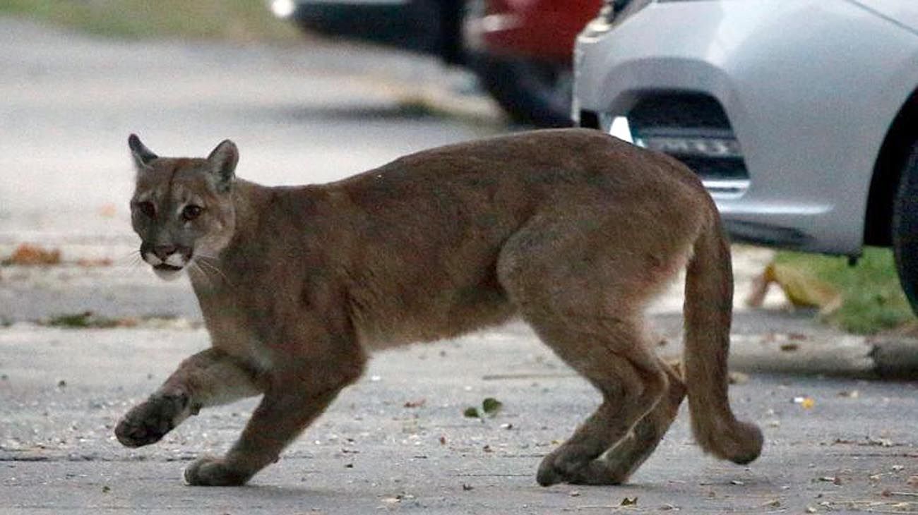 Los animales ganaron las calles con las cuarentenas en distintas partes del mundo.