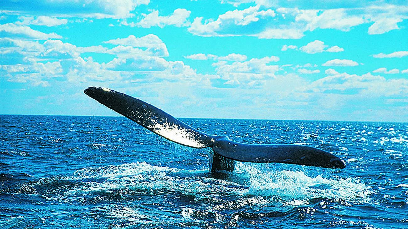 Ballenas