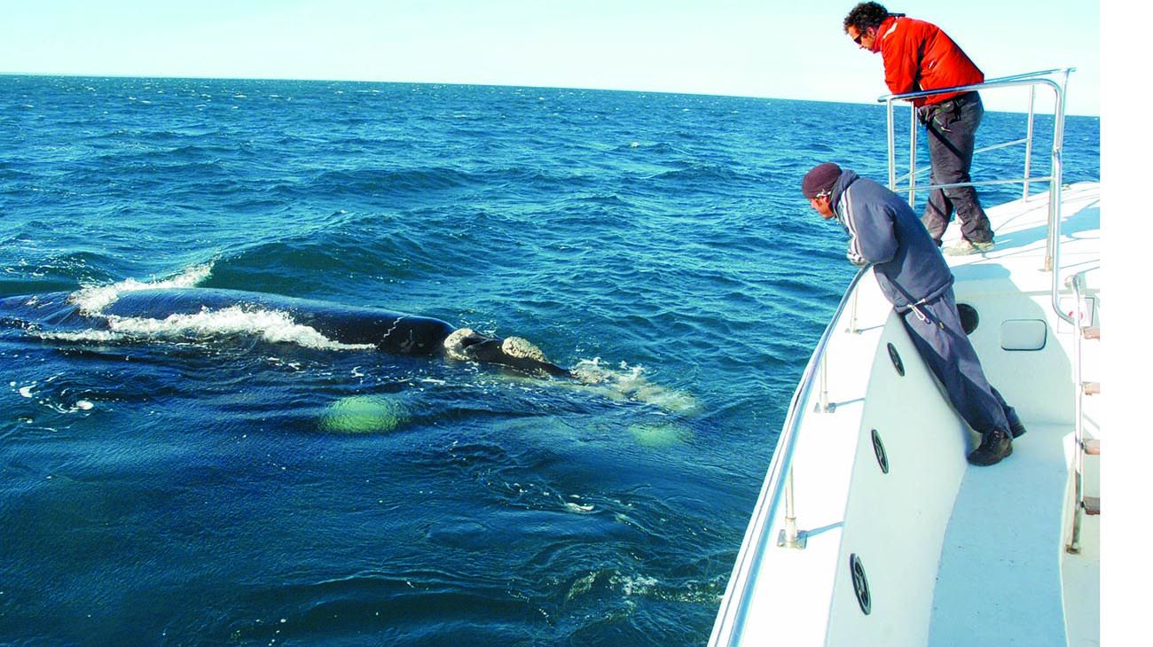 Ballenas