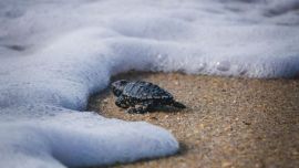 Nacieron muchas totugas marinas en la zona de Porto de Galinhas.