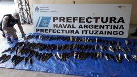 Dos paraguayos pescaban de manera ilegal en el río Paraná. Fueron interceptados por la Prefectura quien le secuestro más de 100 bagres.