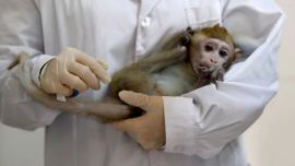 La vacuna ya fue probada en monos, la semana pasada comenzaron los ensayos en humanos.