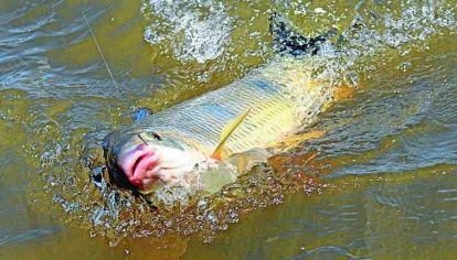 Pesca furtiva de bogas en el río Gualeguay