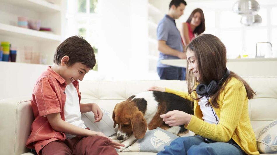 A los animales domésticos se les considera seres sintientes