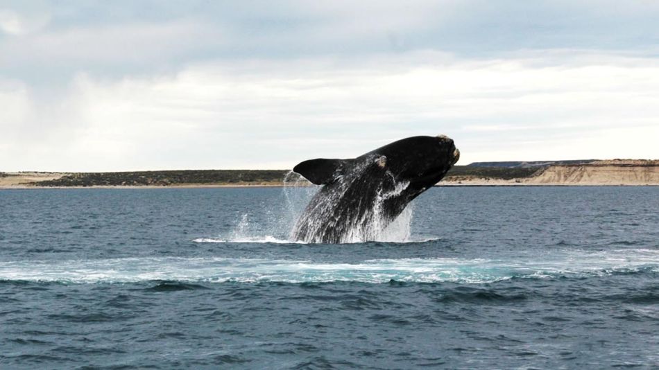 Ballenas 20200429
