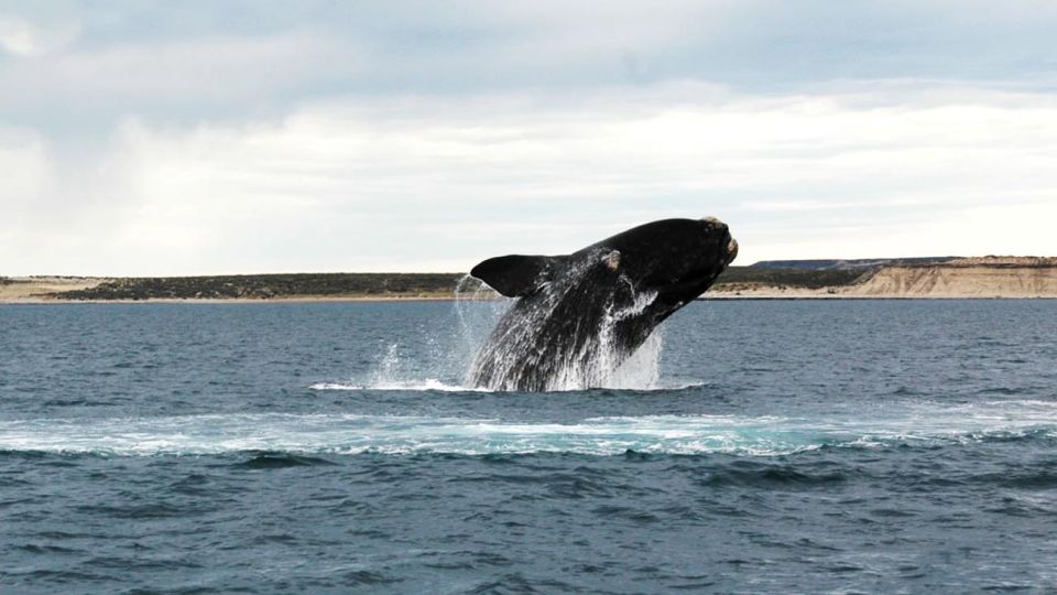 Ballenas