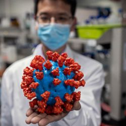 En esta imagen tomada el 29 de abril de 2020, un ingeniero muestra un modelo plástico del coronavirus COVID-19 en el Laboratorio de Control de Calidad en las instalaciones de Sinovac Biotech en Beijing. - Sinovac Biotech, que está llevando a cabo uno de los cuatro ensayos clínicos que han sido autorizados en China, ha afirmado un gran progreso en su investigación y resultados prometedores entre los monos. (Foto por NICOLAS ASFOURI / AFP) | Foto:AFP