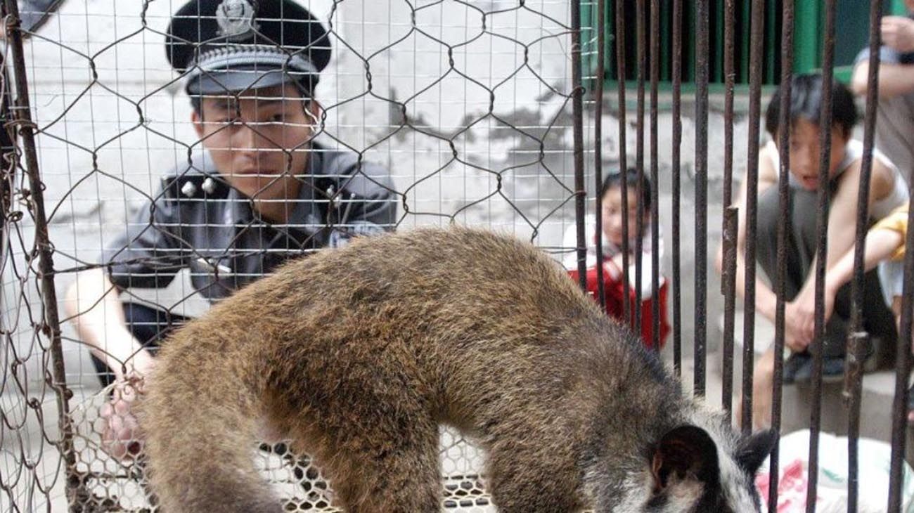  ZOONOSIS. El maltrato a los animales puede estar en el principio de la crisis sanitaria.