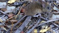 ratón colilargo hantavirus