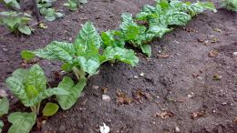 Huerta familiar: qué sembrar y las tareas en agosto